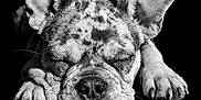 Apollo is registered to the contest to win money with this photo: dog, french_bulldog, sleeping, close_up, black_background, portrait, pet, paws, ears, nose, muzzle, wrinkles, whiskers, fur, monochrome, high_contrast, studio_photo, resting, cute, canine