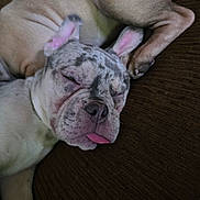 Apollo joined the competition — help win amazing prizes! dog, bulldog, sleeping_dog, tongue_out, couch, pet, closeup, brindle_spots, wrinkled_skin, snout, fur, paw, relaxed, nap, indoor, furniture, companion_animal, adorable, sleepy, portrait