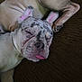 dog, bulldog, sleeping_dog, tongue_out, couch, pet, closeup, brindle_spots, wrinkled_skin, snout, fur, paw, relaxed, nap, indoor, furniture, companion_animal, adorable, sleepy, portrait