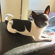 Nuance a rejoint le concours — aidez-le/la à gagner de superbes lots ! dog, small_dog, black_and_white, indoor, sunlight, leather_surface, ears_up, relaxed, pet, animal, furniture, window_light, papers, floor, tail, cute, companion, domestic, cozy, resting