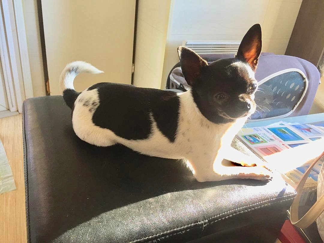 Nuance a rejoint le concours — aidez-le/la à gagner de superbes lots ! dog, small_dog, black_and_white, indoor, sunlight, leather_surface, ears_up, relaxed, pet, animal, furniture, window_light, papers, floor, tail, cute, companion, domestic, cozy, resting