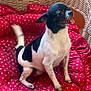 dog, small_dog, black_and_white, tongue_out, red_cushion, white_stars, wicker_chair, pet, indoor, tail_wagging, cute, playful, animal, companion, furniture, cozy, resting, paw, sitting, cute_pet