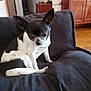 Nuance participe au concours pour gagner de l'argent avec cette photo : dog, chihuahua, black_and_white, small_dog, pet, indoor, cushion, furniture, wooden_cabinet, floor, tile_floor, relaxed, seated, animal, domestic_animal, cute, ears, tail, companion, cozy
