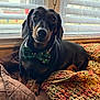 dog, dachshund, pet, bow_tie, green_bow_tie, blanket, knit_blanket, window, indoor, cozy, brown, black, animal, cute, portrait, resting, looking_up, holiday, festive, companion