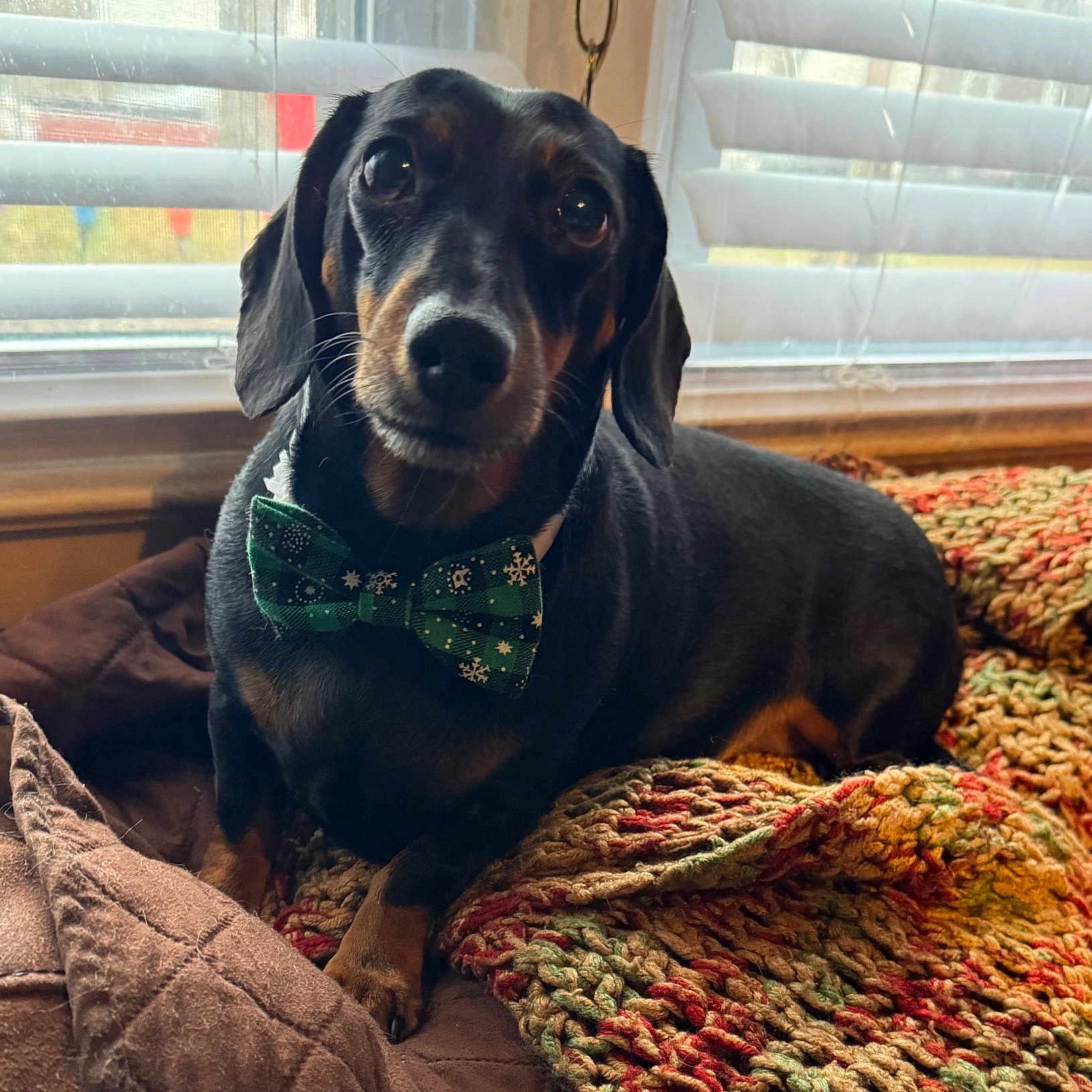 Mr. Noruz Moasser joined the competition — help win amazing prizes! animal, black, blanket, bow_tie, brown, companion, cozy, cute, dachshund, dog, festive, green_bow_tie, holiday, indoor, knit_blanket, looking_up, pet, portrait, resting, window