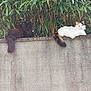 cat, cats, fluffy, wall, concrete, bamboo, plants, outdoor, nature, animal, pet, feline, resting, two, greenery, long_tail, fur, relaxed, daylight, wildlife