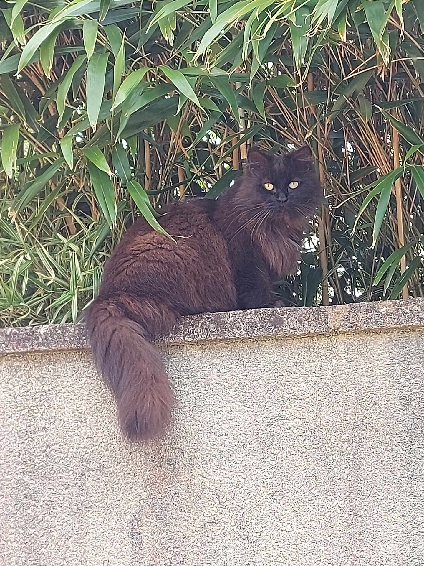 Miha