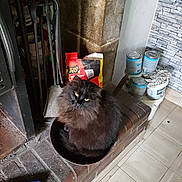 Miha participe au concours pour gagner de l'argent avec cette photo : cat, black_cat, fluffy, yellow_eyes, fireplace, brick_hearth, container, paint_cans, tools, lighter, floor, tile_floor, indoor, pet, animal, feline, cozy, cluttered, home, looking_up