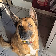 Thays a rejoint le concours — aidez-le/la à gagner de superbes lots ! animal, brown_fur, cabinet, chair, collar, daylight, dog, domestic, ears, household, indoor, kitchen, looking_up, pet, sitting, stove, sunlight, tile_floor, towel, white_paws