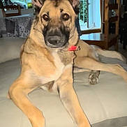Thays participe au concours pour gagner de l'argent avec cette photo : dog, indoors, couch, relaxed, large_ears, looking_at_camera, furniture, window, natural_light, home, pet, domestic_animal, brown_fur, collar, floor, table, chair, plant, living_room, resting