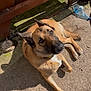 Thays participe au concours pour gagner de l'argent avec cette photo : animal, black, brown, collar, concrete, curious, daylight, dog, fur, ground, nature, outdoor, pet, plastic_bottle, quiet, resting, shadow, sunlight, white, wood