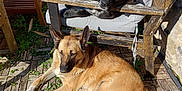 Thays a rejoint le concours — aidez-le/la à gagner de superbes lots ! animal, black_dog, chair, companion, cushion, daylight, dog, furniture, garden, outdoor, pet, plants, relaxed, resting, rustic, shadows, stone_wall, sunlight, tan_dog, wooden_floor