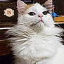 Moon a rejoint le concours — aidez-le/la à gagner de superbes lots ! animal, black_patch, cat, close_up, curious, cute, domestic_cat, ears, eyes, feline, fluffy, indoor, looking_up, nose, orange_patch, pet, portrait, soft_fur, whiskers, white_fur