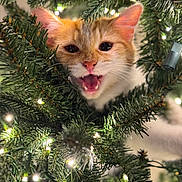 Ruby joined the competition — help win amazing prizes! animal, cat, christmas_lights, christmas_tree, closeup, curious, decorations, feline, festive, greenery, holiday, indoor, mouth_open, orange_cat, pet, pine_needles, playful, tree_branch, whiskers, white_cat