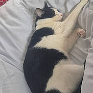 Vasko a rejoint le concours — aidez-le/la à gagner de superbes lots ! bed, bedding, black_and_white_cat, blanket, cat, close_up, cozy, curled_up, domestic_cat, feline, fur, indoor, nap, paw, pet, pink_paw, relaxed, resting, sleeping, whiskers