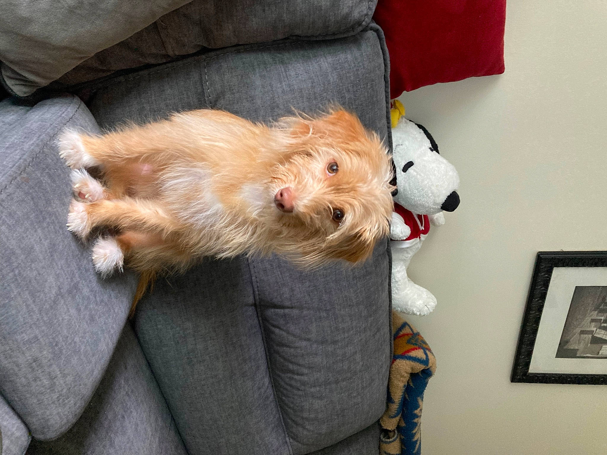Lucy joined the competition — help win amazing prizes! canidae, carnivore, comfort, companion_dog, dog, dog_breed, dog_clothes, fawn, fur, lap, picture_frame, puppy, small_terrier, sporting_group, terrier, toy, toy_dog