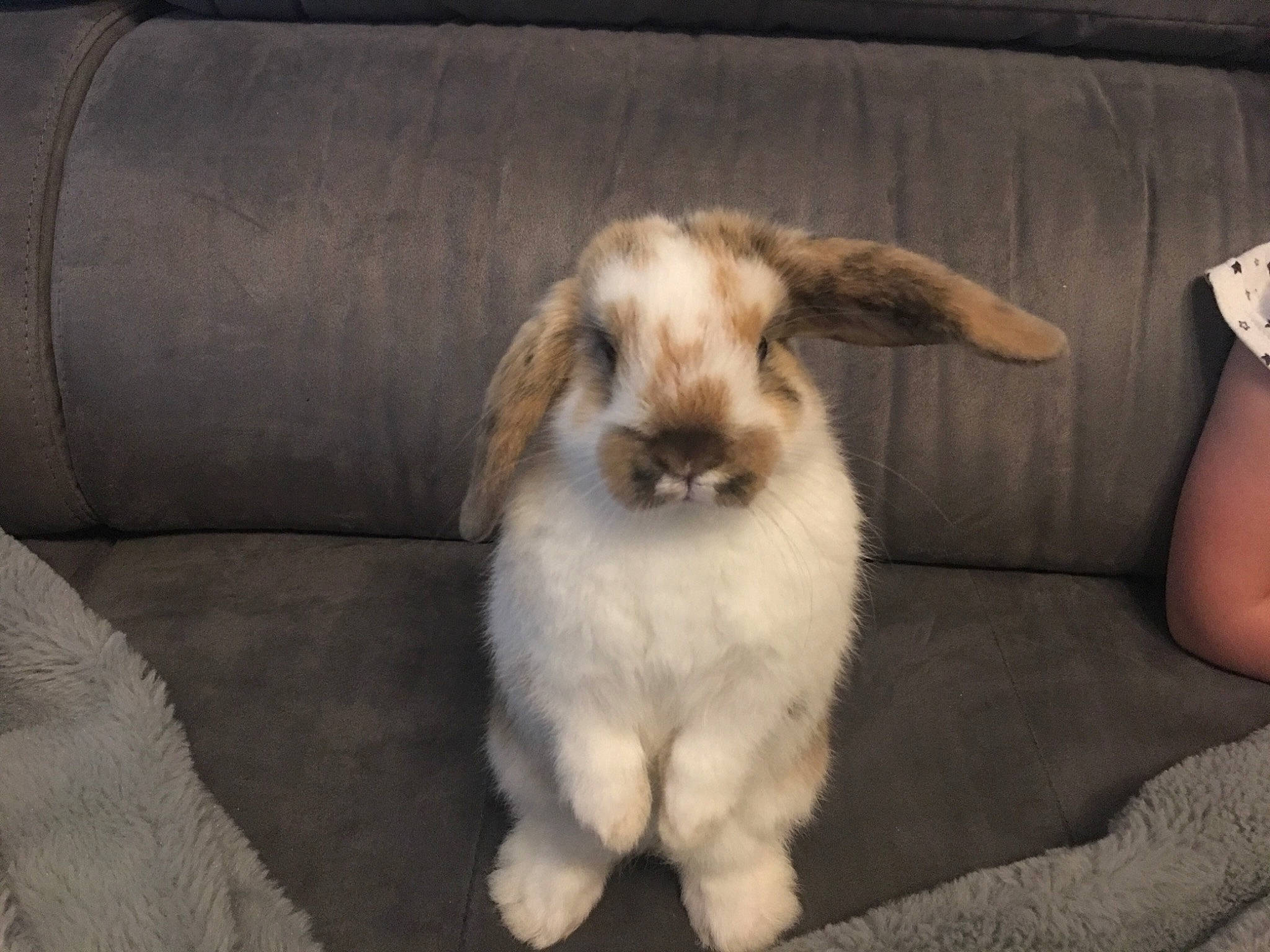 Maoam a rejoint le concours — aidez-le/la à gagner de superbes lots ! dog_breed, domestic_rabbit, ear, fawn, mammal, rabbit, rabbits_and_hares, whiskers