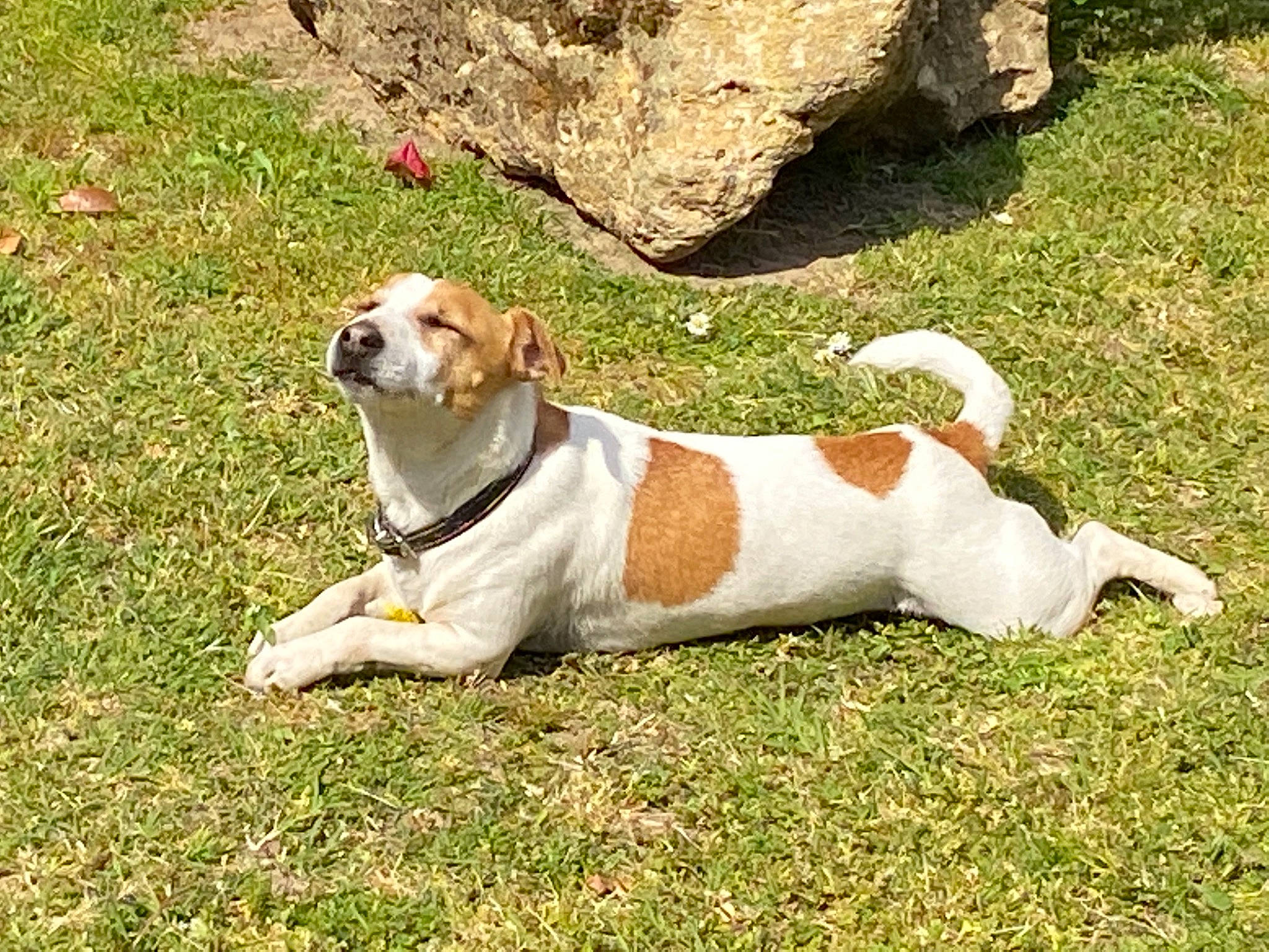 Neven participe au concours pour gagner de l'argent avec cette photo : beagle_harrier, canidae, carnivore, collar, companion_dog, dog, dog_breed, dog_collar, dog_supply, fawn, grass, hound, hunting_dog, leash, non_sporting_group, scent_hound, snout, sporting_group, tail, working_animal