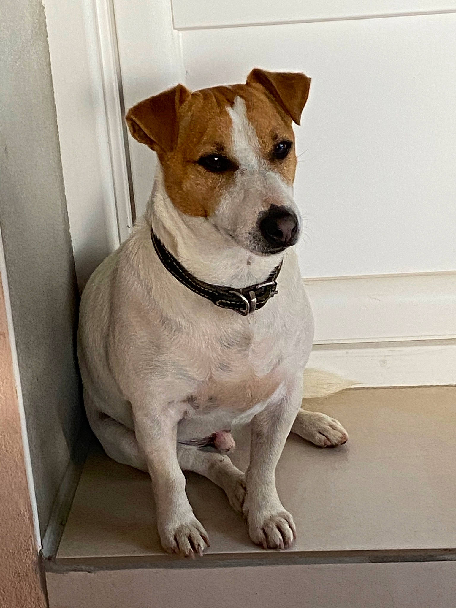 Néven participe au concours pour gagner de l'argent avec cette photo : brazilian_terrier, canidae, carnivore, companion_dog, dog, dog_breed, fawn, irishjacks, jack_russell_terrier, mammal, parson_russell_terrier, rare_breed_dog, russell_terrier, snout, sporting_group, vertebrate