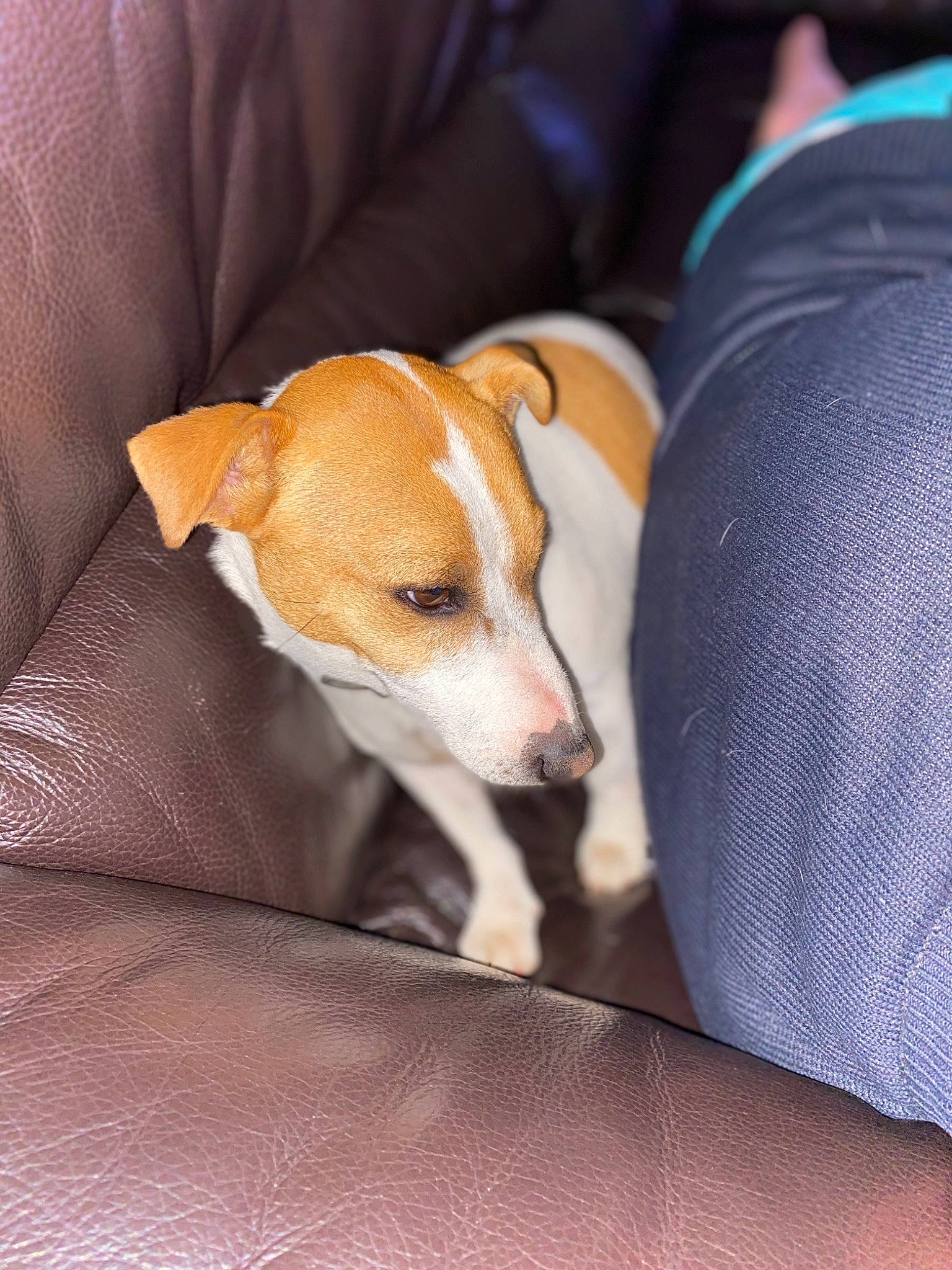 Neven a rejoint le concours — aidez-le/la à gagner de superbes lots ! aspin, canidae, carnivore, companion_dog, dog, dog_breed, fawn, feist, irishjacks, jack_russell_terrier, mammal, miniature_fox_terrier, potcake_dog, puppy, russell_terrier, snout, treeing_feist, vertebrate, whiskers