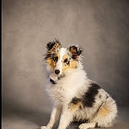 Azia a rejoint le concours — aidez-le/la à gagner de superbes lots ! animal, background, black_fur, canine, collar, cute, dog, ears, fluffy, furry, indoor, isolated, looking, paw, pet, portrait, sitting, studio, tan_fur, white_fur