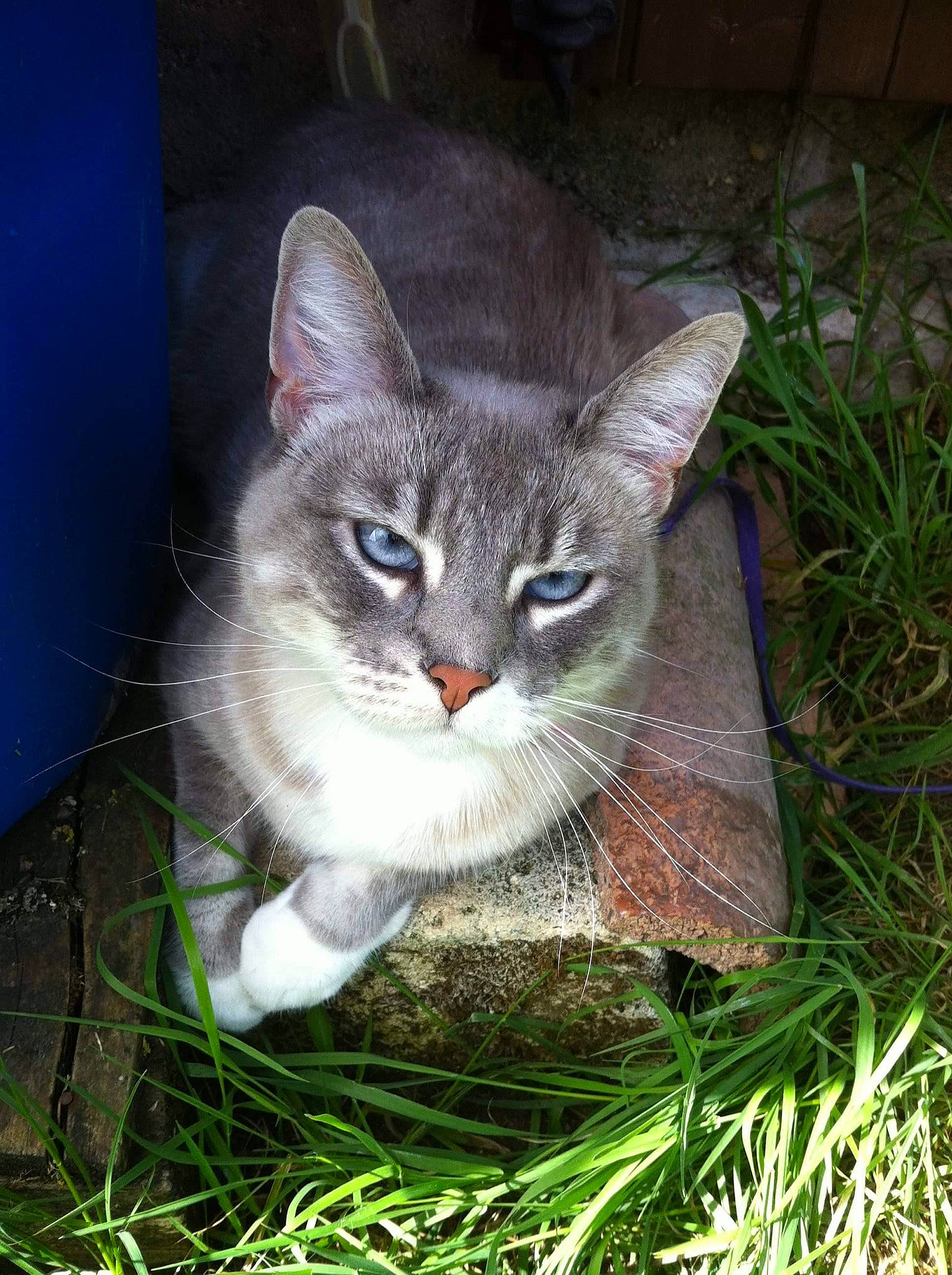 Biscotte a rejoint le concours — aidez-le/la à gagner de superbes lots ! carnivore, cat, domestic_short_haired_cat, eye, fawn, felidae, fur, grass, groundcover, herb, paw, photo_caption, plant, small_to_medium_sized_cats, snout, tail, terrestrial_animal, whiskers, wildlife, window