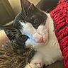 Charlie joined the competition — help win amazing prizes! animal, black_and_white, cat, close_up, cozy, curious, cute, domestic_cat, fur, fuzzy, indoor, knit, pet, pink_nose, red_blanket, relaxed, resting, sleepy, soft, whiskers