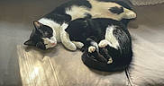 Charlie is registered to the contest to win money with this photo: animal, black_and_white_cat, cat, companion, couch, cozy, cute, domestic_animal, feline, fur, indoor, nap, peaceful, pet, relaxing, resting, sleeping, soft, sunlight, two_cats