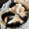 Charlie joined the competition — help win amazing prizes! animal, bed, black_and_white, cat, comfort, cozy, cute, domestic, fluffy, fur, indoor, nap, paw, pet, relaxation, resting, sleeping, soft, tail, whiskers