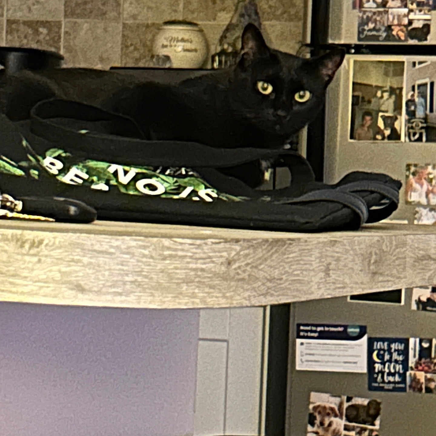 Momma is registered to the contest to win money with this photo: animal, bag, black_cat, cat, counter, cozy, curious, domestic, eyes, feline, furniture, home, indoor, kitchen, magnets, pet, photos, refrigerator, resting, table