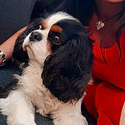 Oly a rejoint le concours — aidez-le/la à gagner de superbes lots ! black_and_white, brown_spots, casual, cavalier_king_charles_spaniel, closeup, companion, couch, dog, earring, friendly, fur, happy, indoor, necklace, pet, portrait, red_dress, relaxing, smile, woman