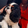 black_and_white, brown_spots, casual, cavalier_king_charles_spaniel, closeup, companion, couch, dog, earring, friendly, fur, happy, indoor, necklace, pet, portrait, red_dress, relaxing, smile, woman