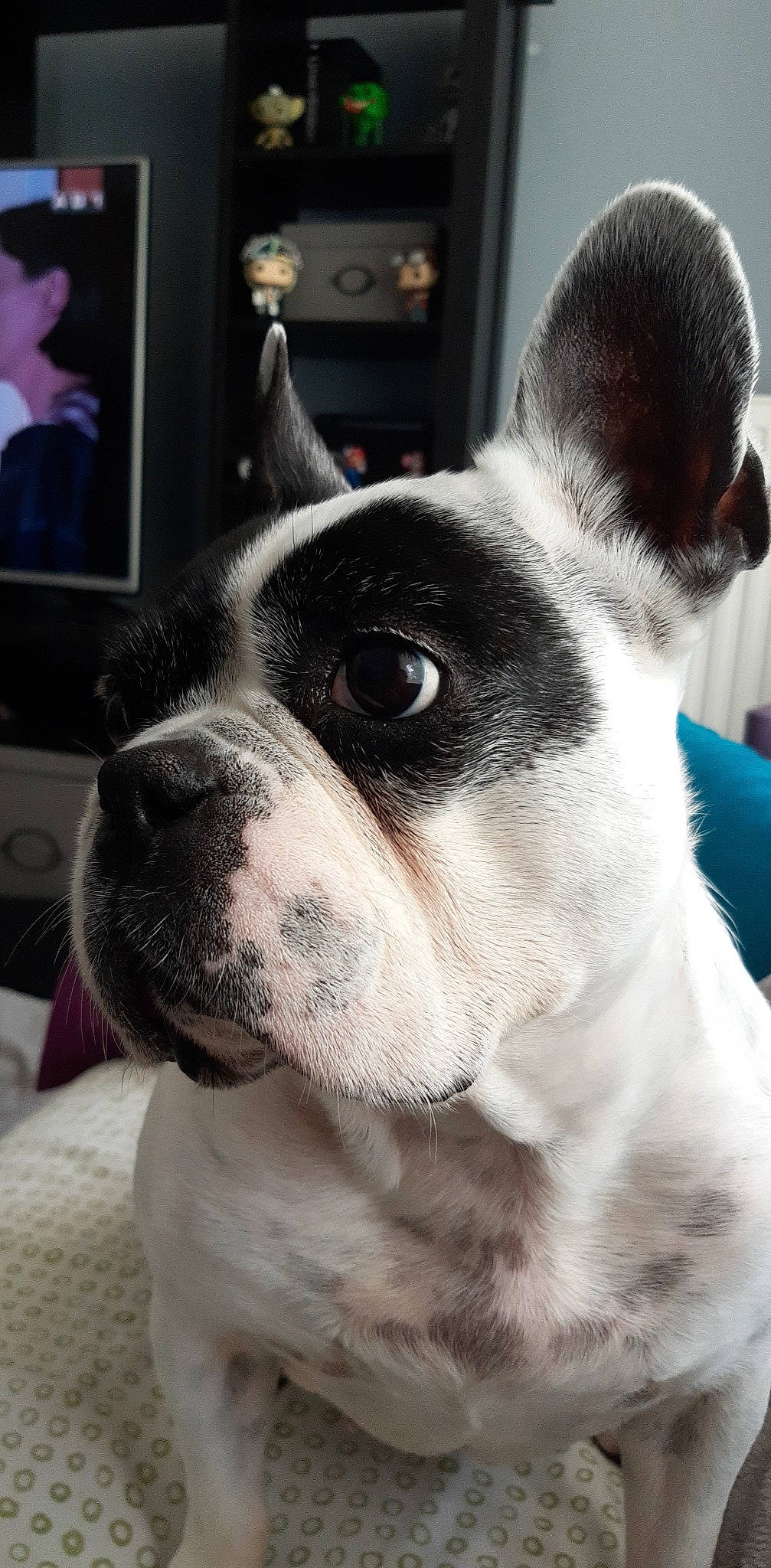 Iris participe au concours pour gagner de l'argent avec cette photo : boston_terrier, bulldog, canidae, carnivore, collar, companion_dog, dog, dog_breed, dog_collar, ear, eye, fawn, french_bulldog, fur, picture_frame, snout, sporting_group, terrestrial_animal, whiskers, working_animal