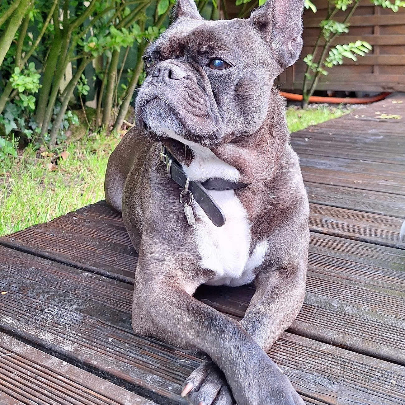 Mia a rejoint le concours — aidez-le/la à gagner de superbes lots ! animal, architecture, bostonbull, boxer, building, bulldog, canine, deck, dog, frenchbulldog, house, housing, leaf, pet, pitbull, plant, porch, pottedplant, puppy, wood