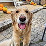 dog, golden_retriever, pet, outdoor, autumn, pumpkin, barrel, stone_patio, smiling, leash, collar, tongue_out, happy, fur, animal, chairs, festive, fall, nature, daylight