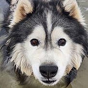 Merlin participe au concours pour gagner de l'argent avec cette photo : animal, brown_eyes, canine, close_up, curious, dog, ears, face, fluffy, friendly, furry, head, looking, muzzle, nature, outdoor, pet, portrait, water, wet_fur