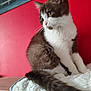 Annette participe au concours pour gagner de l'argent avec cette photo : animal, blanket, brown_and_white, cat, curious, cute, domestic, ears, feline, fluffy, indoor, pet, portrait, red_wall, relaxed, sitting, soft_texture, tail, whiskers, wooden_shelf