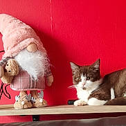 Annette participe au concours pour gagner de l'argent avec cette photo : animal, beard, brown_and_white, cat, cozy, cute, decor, fur, furniture, gnome, indoor, pet, plush, red_wall, relaxed, resting, shelf, slippers, toy, wood