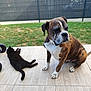 Nilson a rejoint le concours — aidez-le/la à gagner de superbes lots ! animal, black_cat, boxer, brindle, calm, cat, companions, daylight, dog, domestic, fence, grass, lying_down, outdoor, patio, pet, quiet, relaxed, sitting, tile_floor