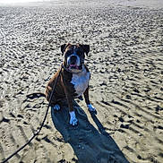 Nilson a rejoint le concours — aidez-le/la à gagner de superbes lots ! animal, beach, brindle, canine, collar, daytime, dog, leash, muzzle, nature, obedient, outdoor, pet, quiet, ripples, sand, shadow, sitting, sunlight, texture