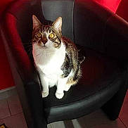 Nougat participe au concours pour gagner de l'argent avec cette photo :