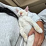 Finn joined the competition — help win amazing prizes! kitten, cat, sleeping, pet, white_fur, hand, person, sweatshirt, watch, car_interior, cozy, nap, cute, furry, resting, animal, indoor, relaxation, holding, comfort