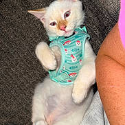 Finn joined the competition — help win amazing prizes! kitten, cat, pet, white_fur, harness, cute, relaxed, indoor, close_up, animal, feline, paw, pink_nose, fluffy, resting, human_arm, textile, patterned, soft, domestic_animal