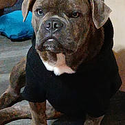 Ludo joined the competition — help win amazing prizes! dog, pet, indoor, floor, black_shirt, brown_dog, canine, furniture, cushion, wooden_floor, seated, ears, face, paw, animal, domestic_animal, fur, expression, looking, portrait