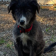 Api a rejoint le concours — aidez-le/la à gagner de superbes lots ! puppy, dog, red_collar, black_fur, white_paws, white_chest, sitting, outdoor, grass, pine_needles, stone_step, daylight, young_dog, pet, cute, animal, fur, ears, tail, alert