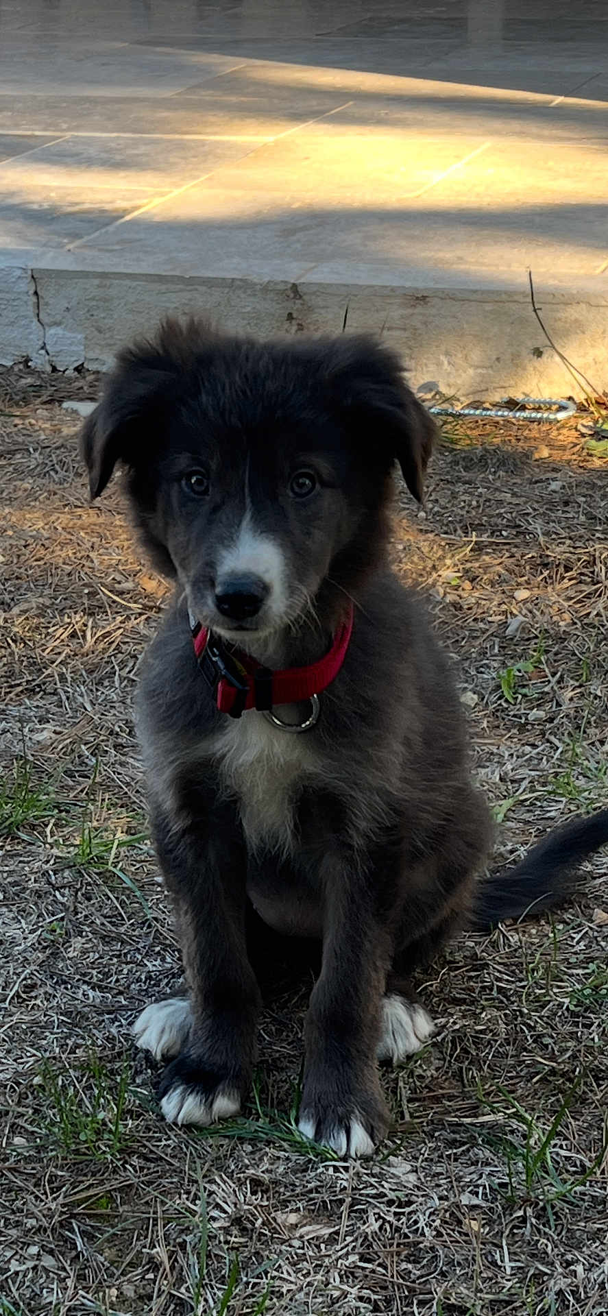 Api a rejoint le concours — aidez-le/la à gagner de superbes lots ! puppy, dog, red_collar, black_fur, white_paws, white_chest, sitting, outdoor, grass, pine_needles, stone_step, daylight, young_dog, pet, cute, animal, fur, ears, tail, alert