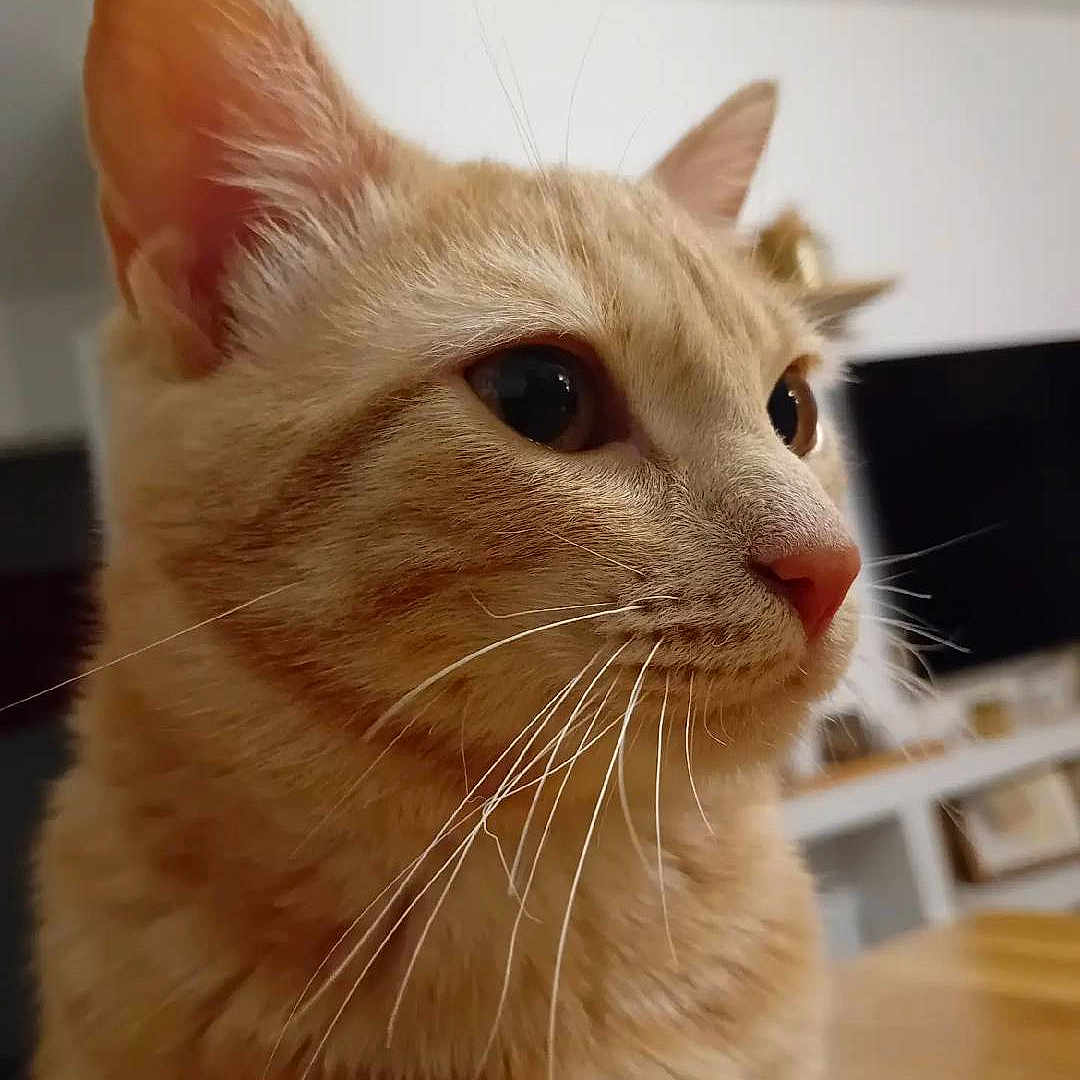 Yoko a rejoint le concours — aidez-le/la à gagner de superbes lots ! cat, orange_cat, tabby, pet, animal, feline, whiskers, ears, eyes, nose, fur, portrait, close_up, indoors, home, wood_floor, furniture, looking_sideways, cute, photography