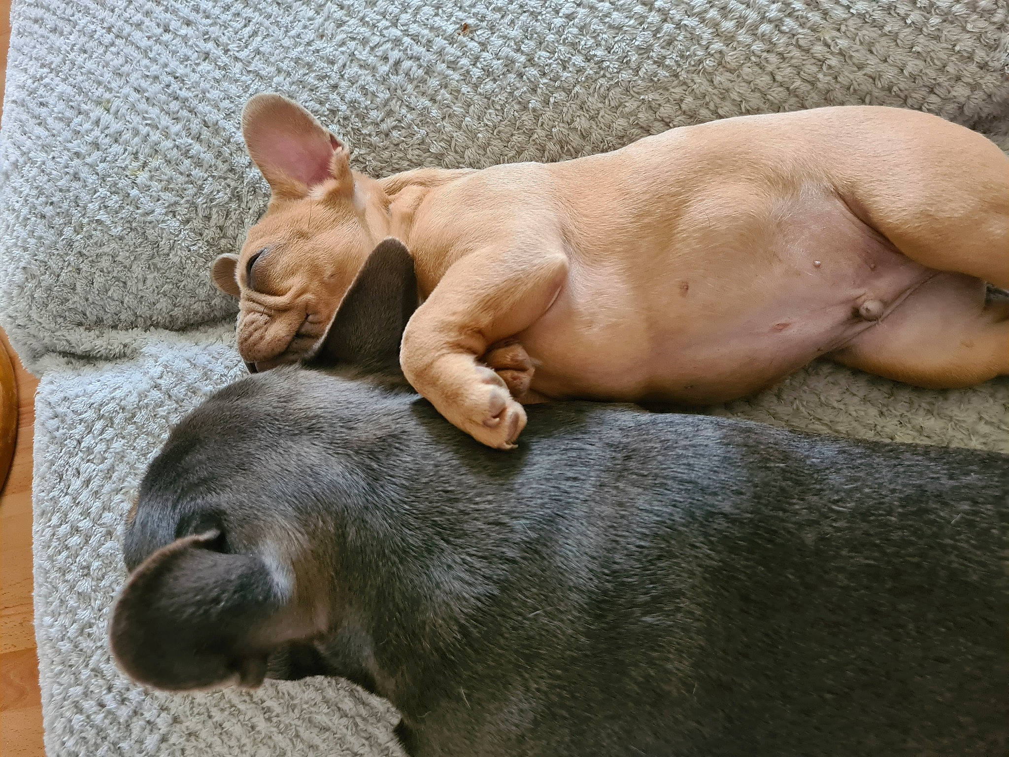 Jimpy is registered to the contest to win money with this photo: canidae, carnivore, comfort, companion_dog, dog, dog_breed, fawn, fur, liver, mammal, nap, paw, snout, sporting_group, tail, terrestrial_animal, vertebrate, whiskers, wildlife, wrinkle