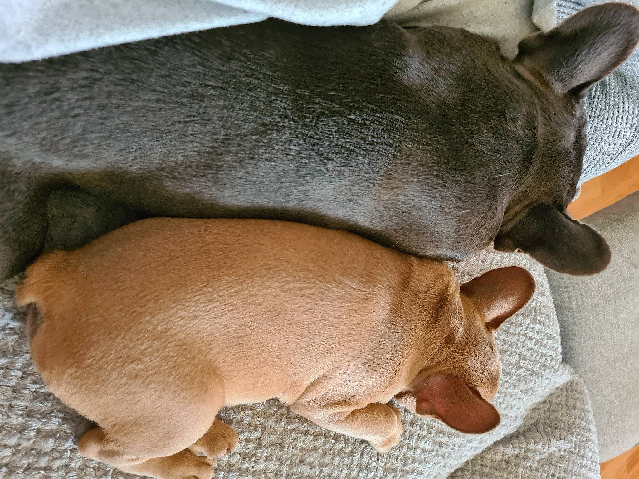 Hesh joined the competition — help win amazing prizes! canidae, carnivore, chihuahua, comfort, companion_dog, dog, dog_breed, dog_supply, ear, fawn, liver, non_sporting_group, paw, pet_supply, snout, sporting_group, tail, terrestrial_animal, toy_dog, working_animal