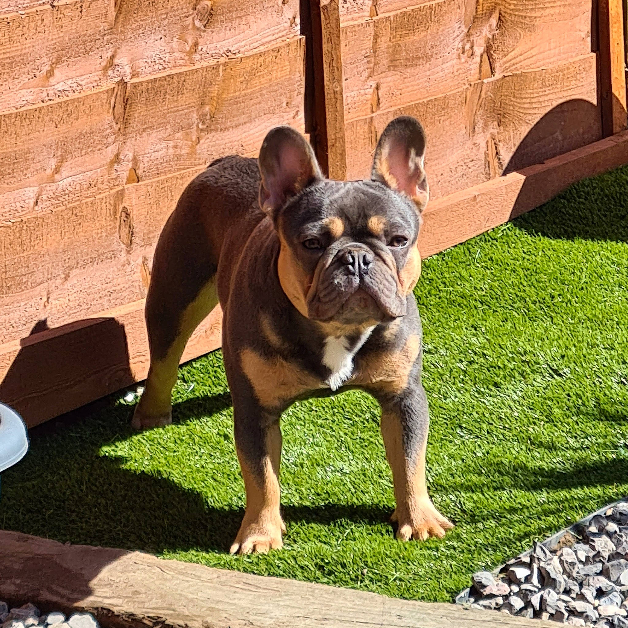 Hesh joined the competition — help win amazing prizes! australian_bulldog, bulldog, canidae, carnivore, companion_dog, dog, dog_breed, fawn, flooring, french_bulldog, grass, molosser, plant, snout, sporting_group, terrestrial_animal, toy_dog, whiskers, working_animal, wrinkle